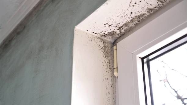 Best Crawl Space Mold Remediation  in Conway, FL