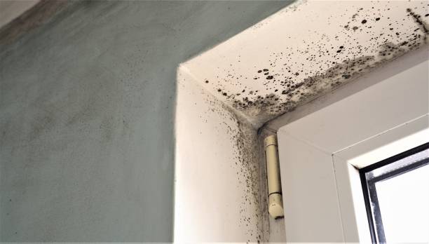 Best Mold Documentation for Insurance Claims  in Conway, FL