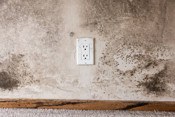 Best Industrial Mold Remediation  in Conway, FL