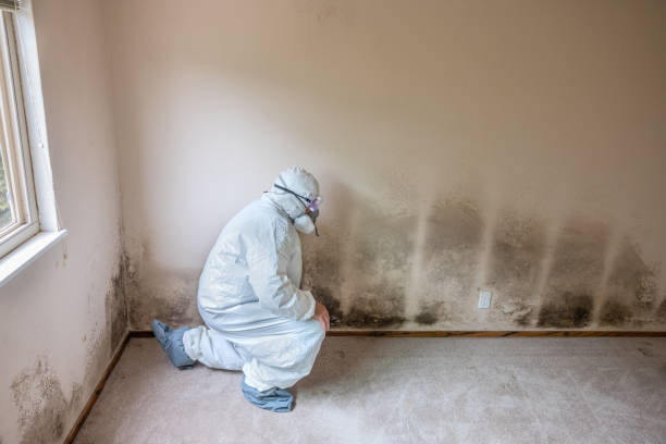 Asbestos and Lead Testing During Mold Inspection in Conway, FL