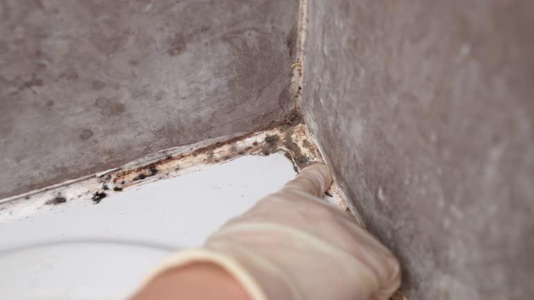 Best Mold Remediation for Healthcare Facilities  in Conway, FL